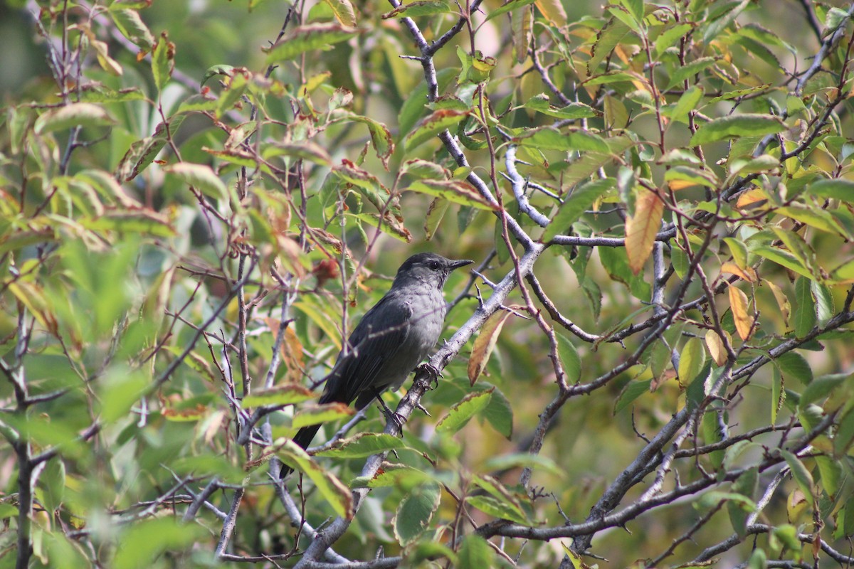 Gray Catbird - ML640543502