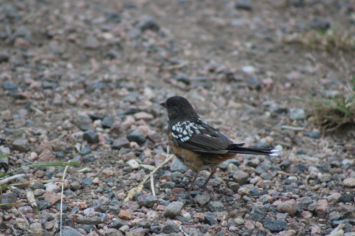 Spotted Towhee - ML640543521