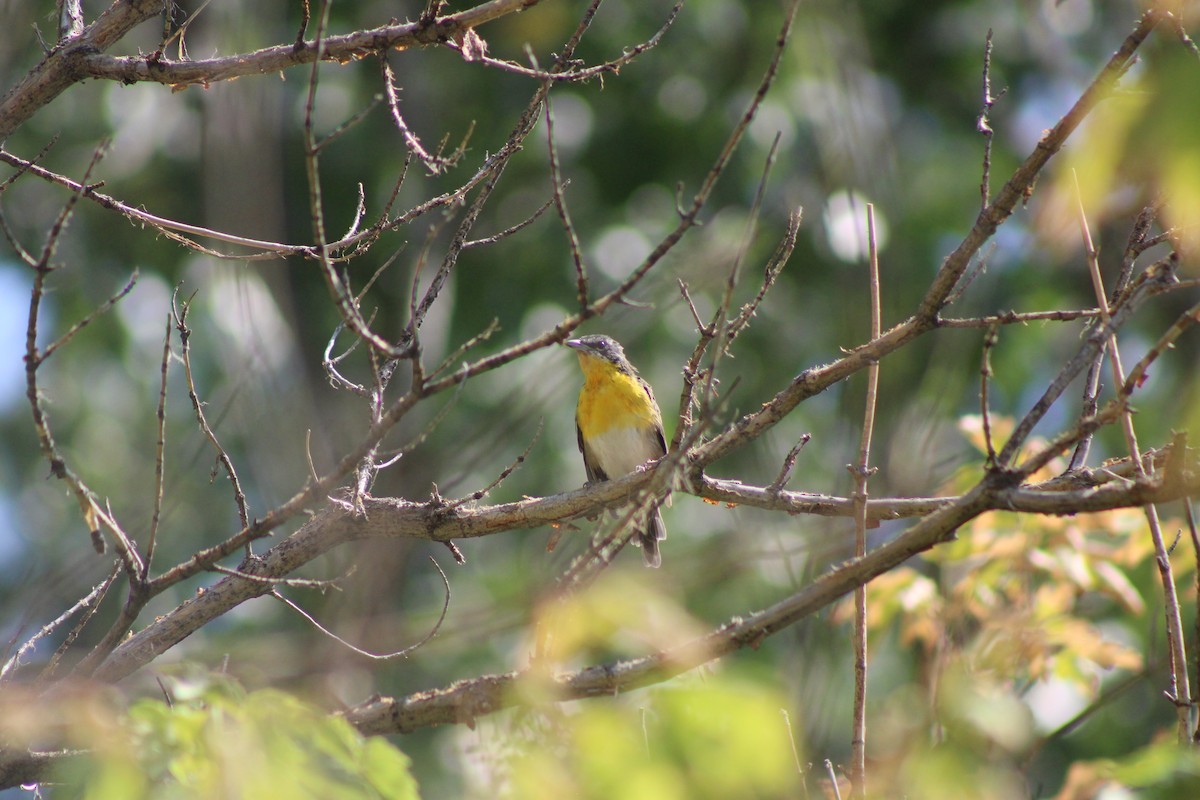 Yellow-breasted Chat - ML640543524