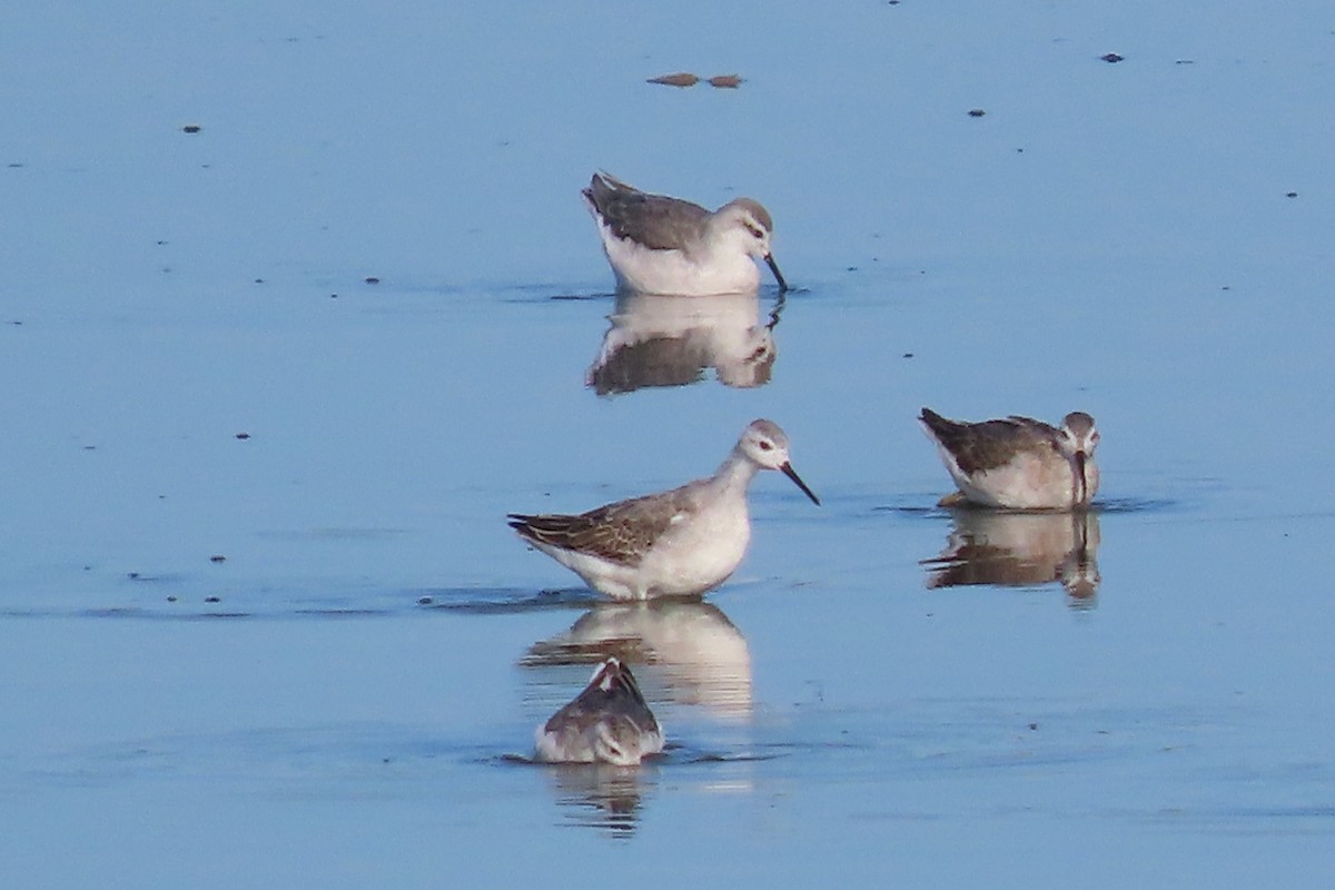 Wilson's Phalarope - ML640543543
