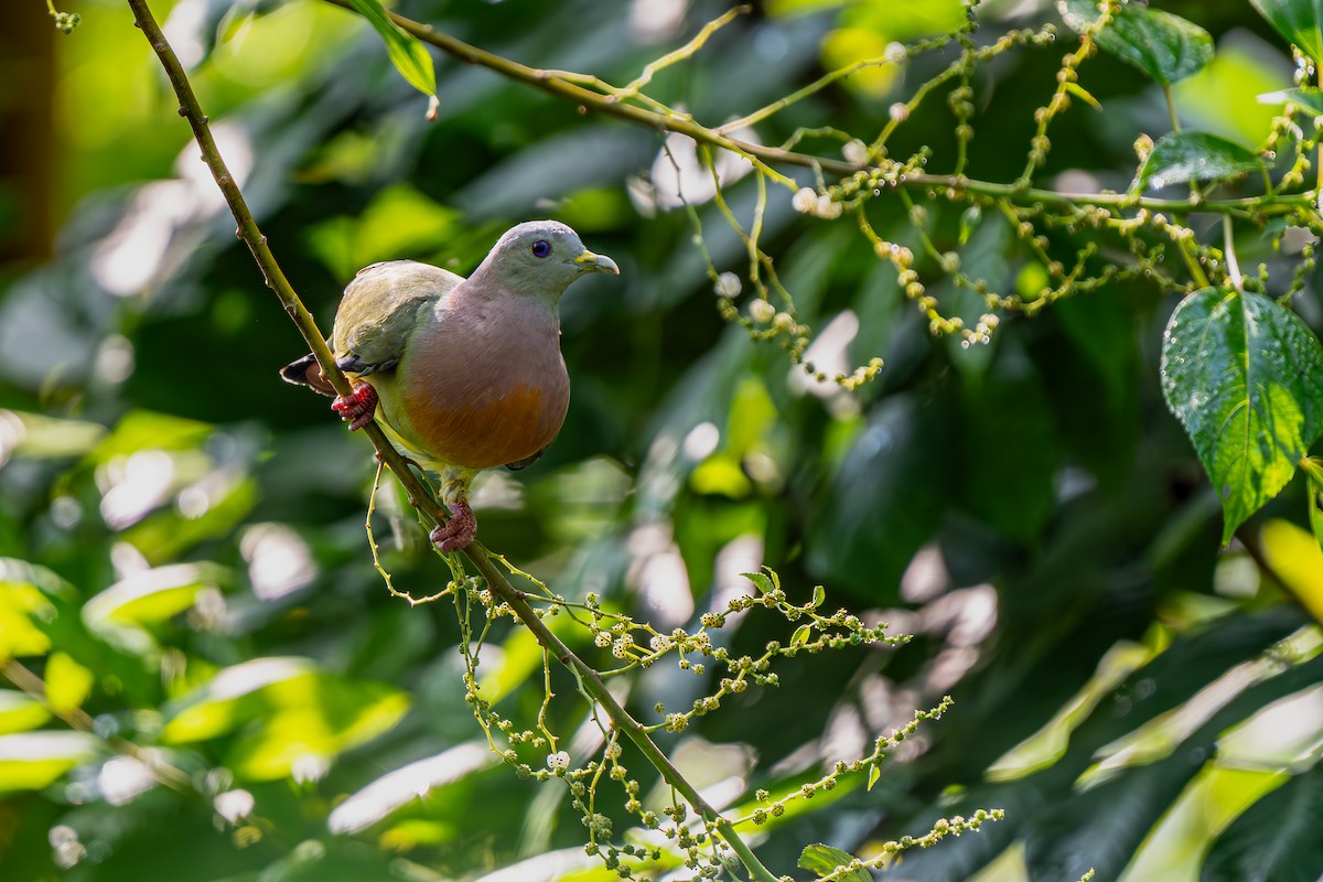 Pink-necked Green-Pigeon - ML640543558