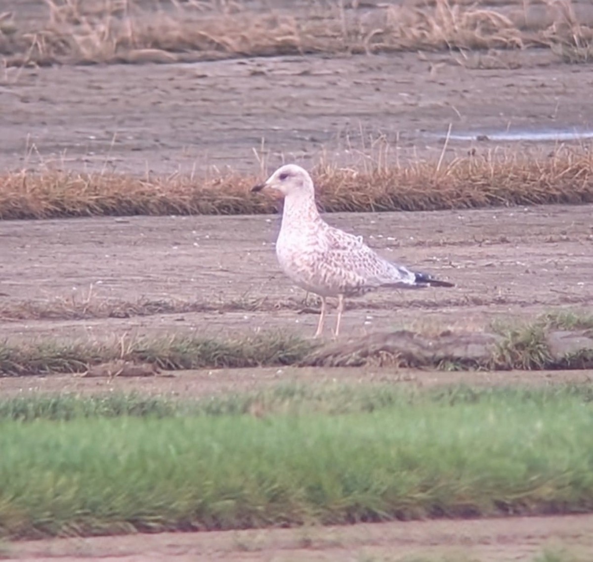 Ring-billed Gull - ML640543595