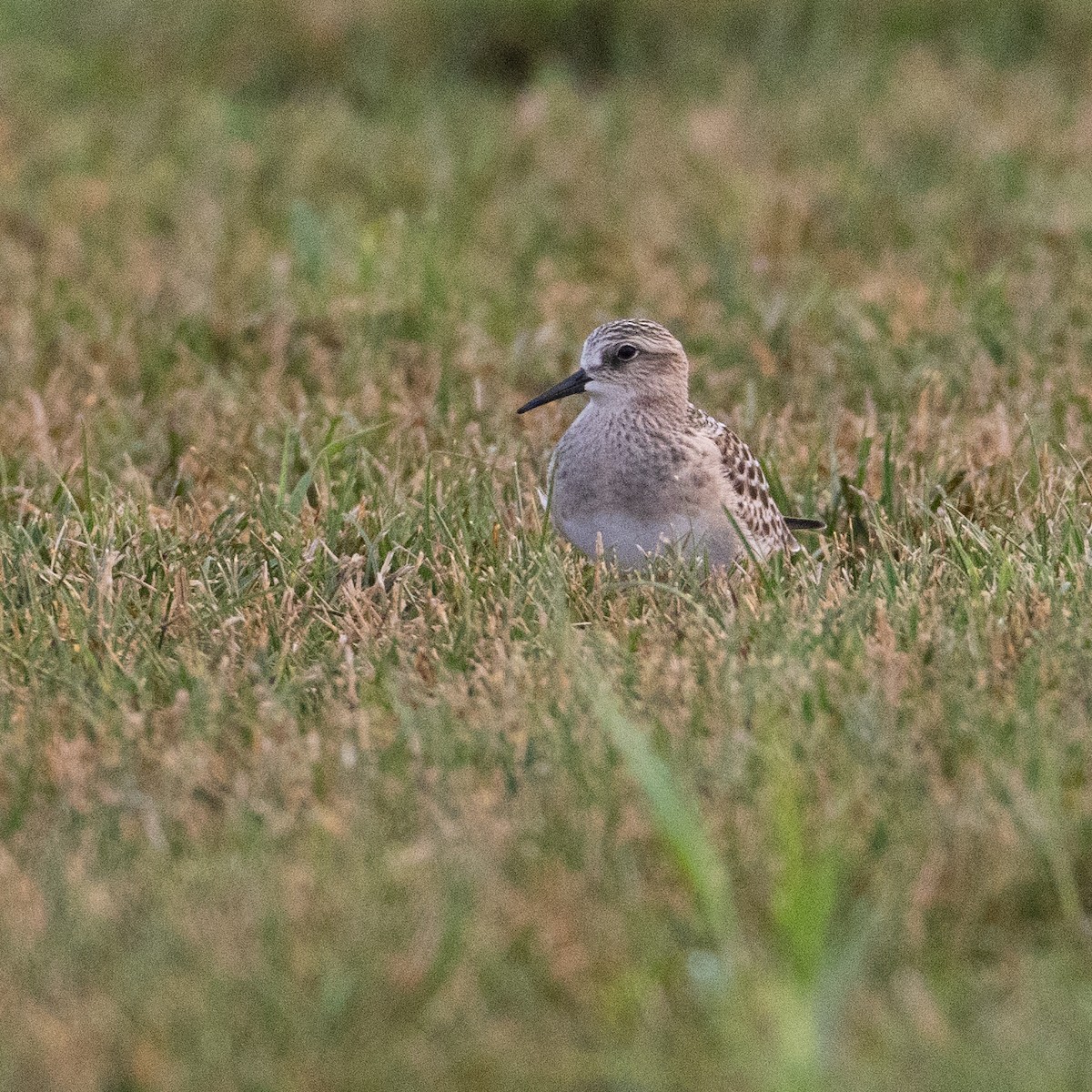Baird's Sandpiper - ML640543617