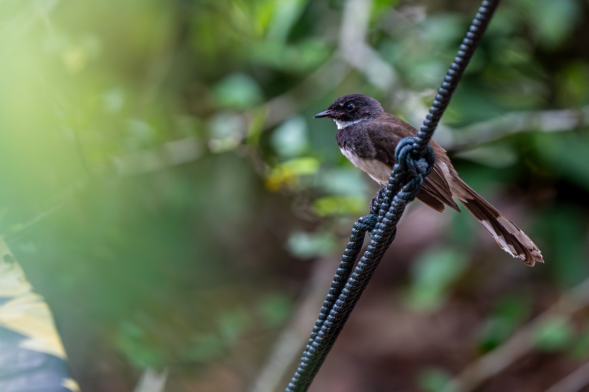 Malaysian Pied-Fantail - ML640543626
