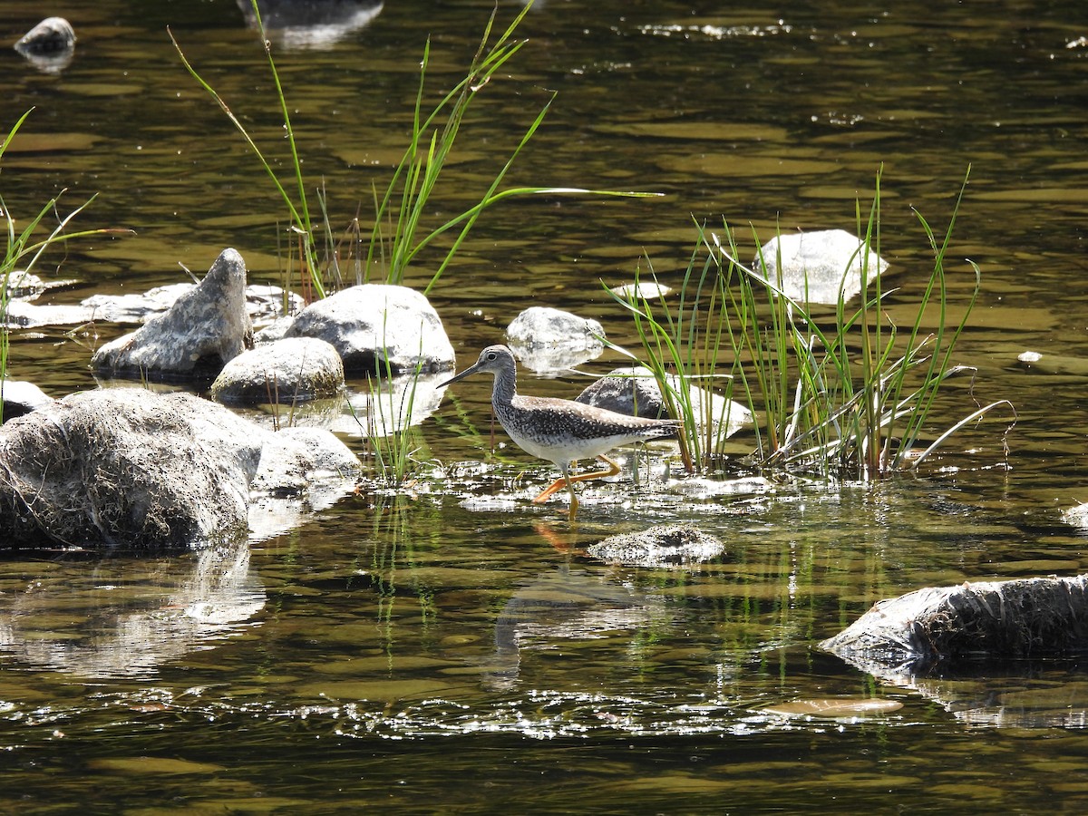 plystresnipe - ML640543643