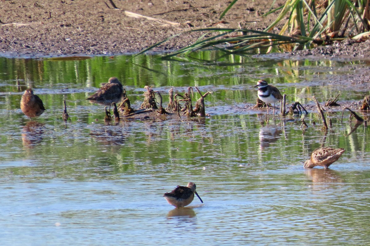 Long-billed Dowitcher - ML640543652