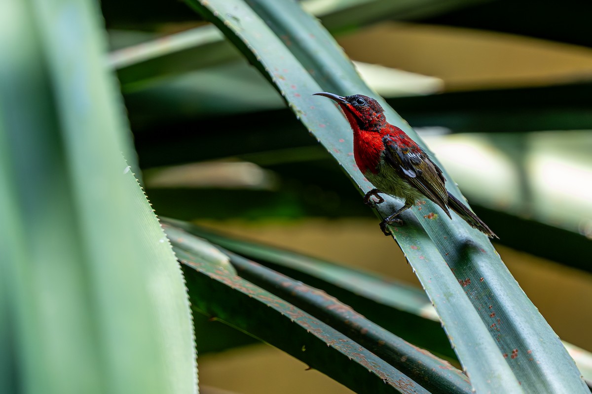 Crimson Sunbird - ML640543664