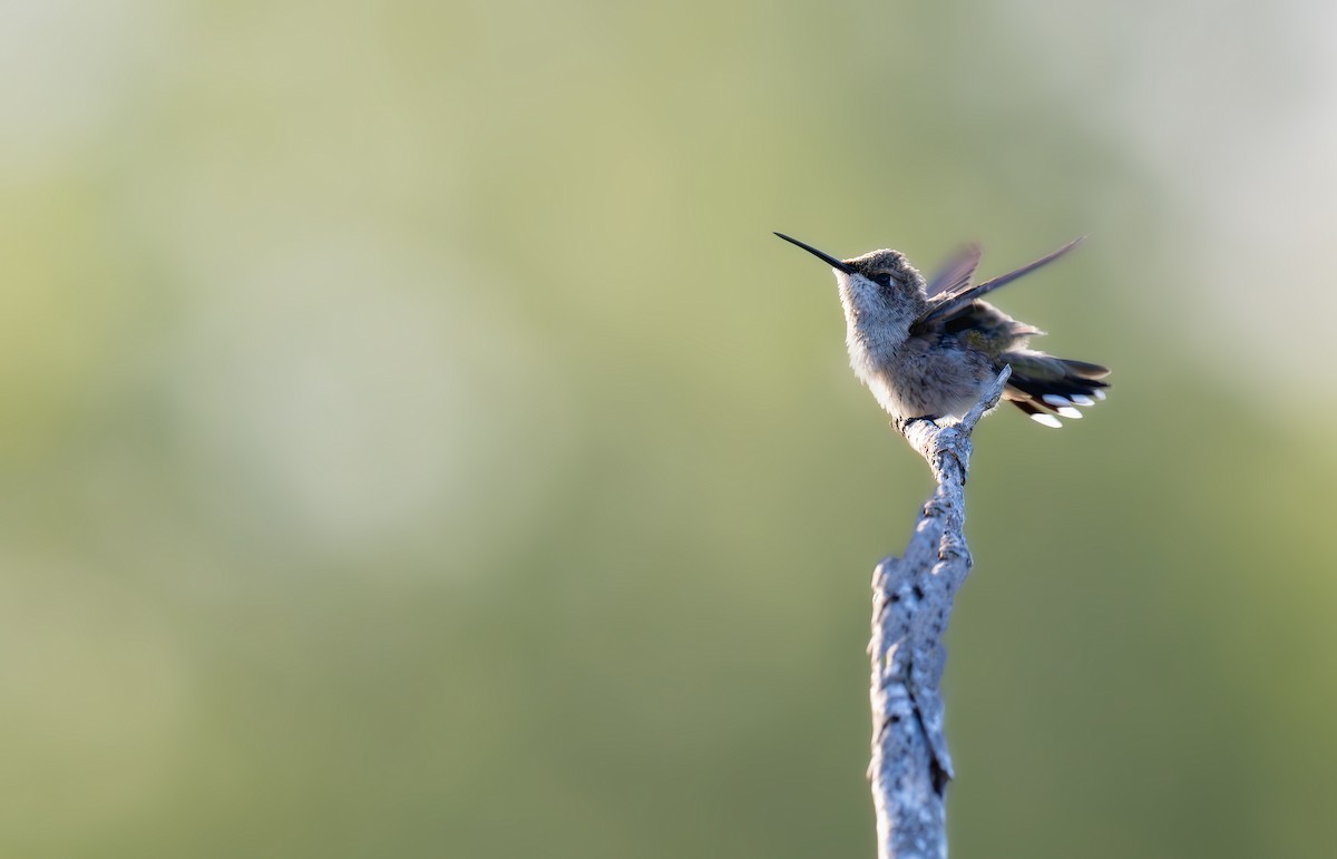 Black-chinned Hummingbird - ML640543728