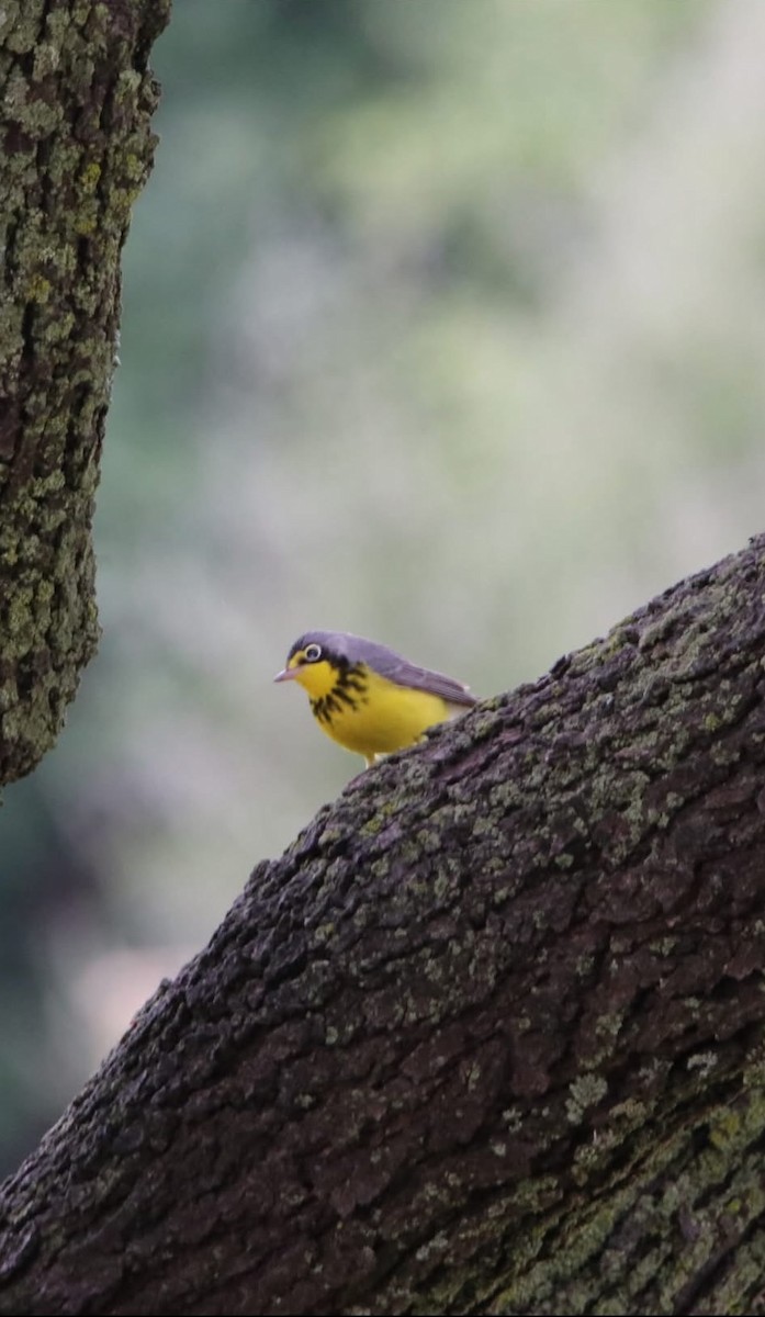 Canada Warbler - ML640543767