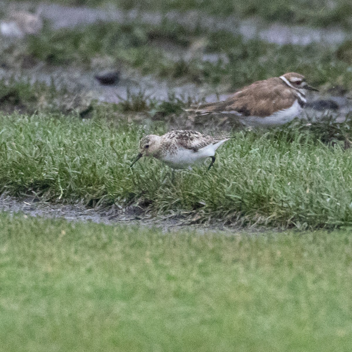 Sanderling - ML640543807