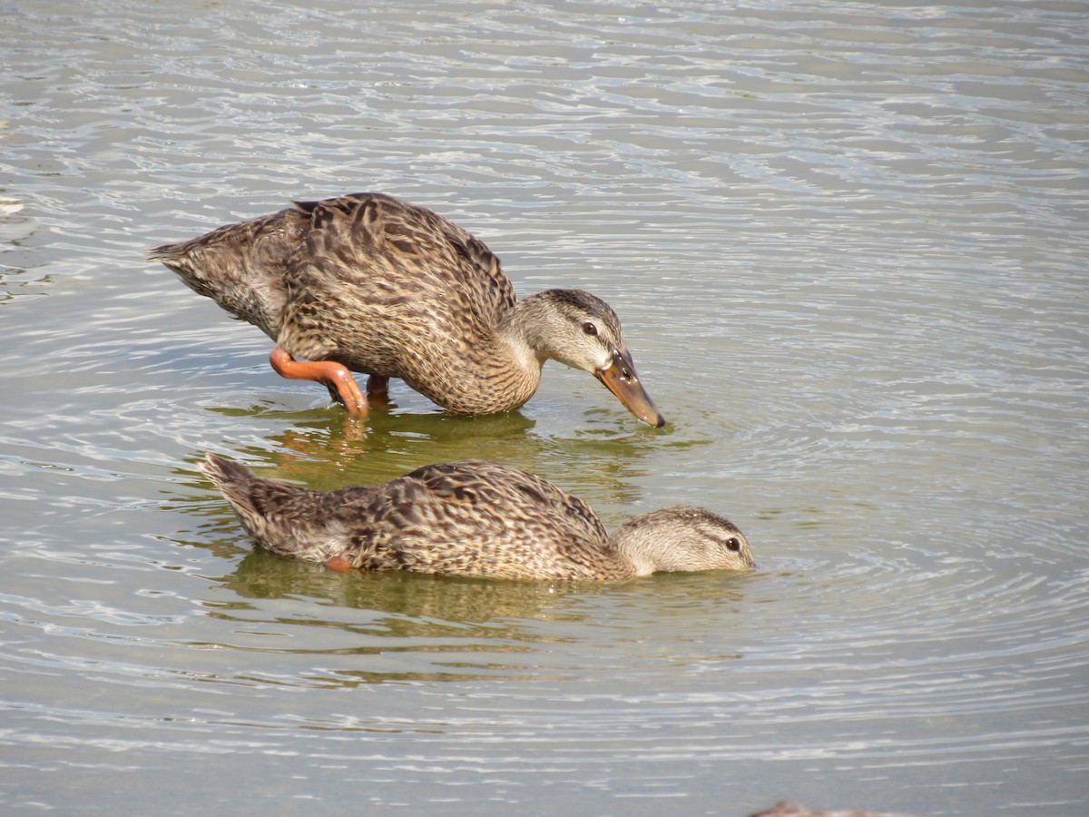 Mallard x Mottled Duck (hybrid) - ML640543865