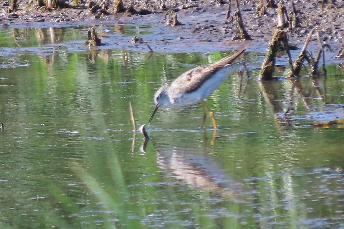 Lesser Yellowlegs - ML640543874