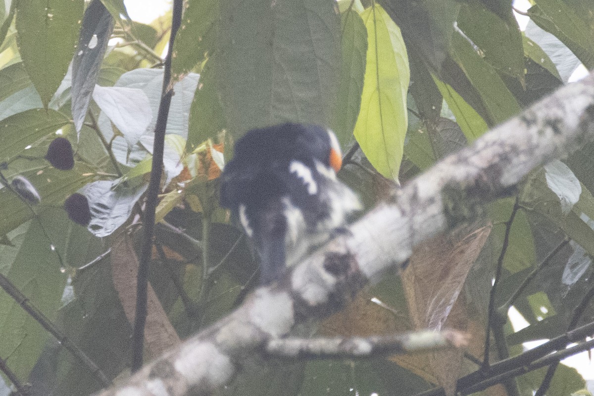 Orange-fronted Barbet - ML640543953