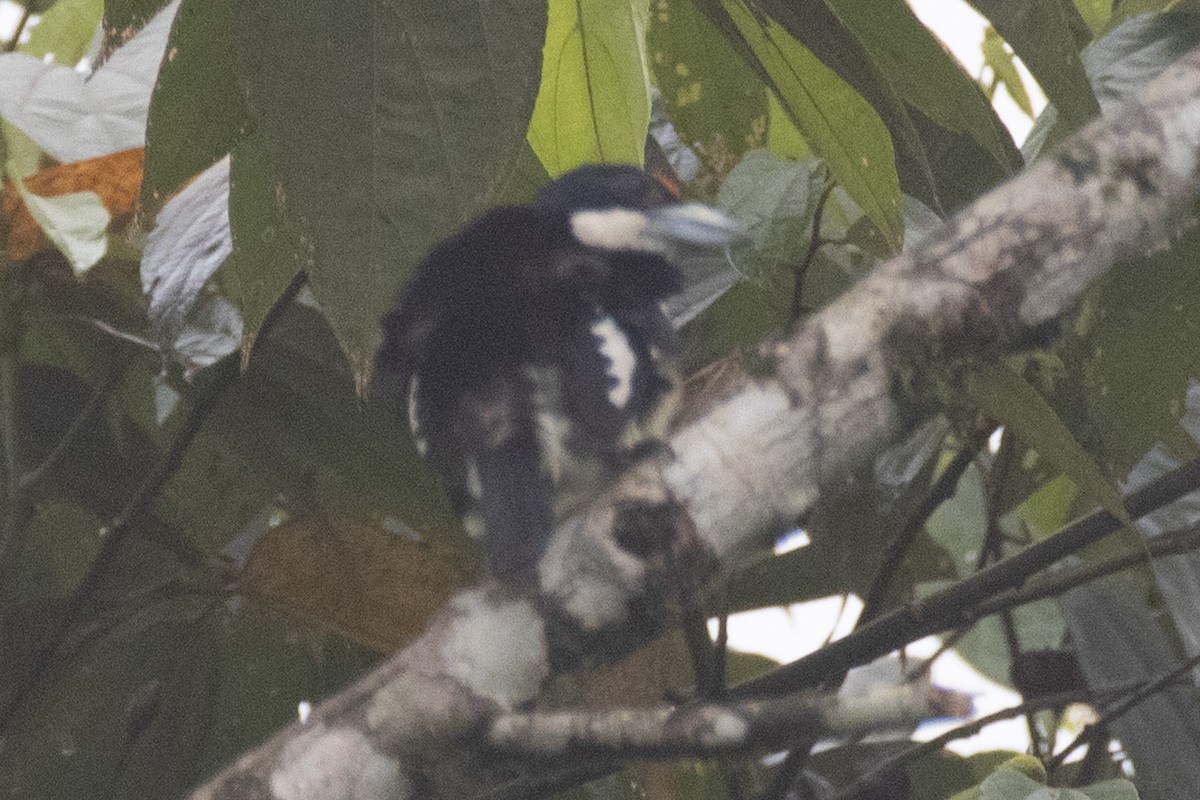 Orange-fronted Barbet - ML640543954