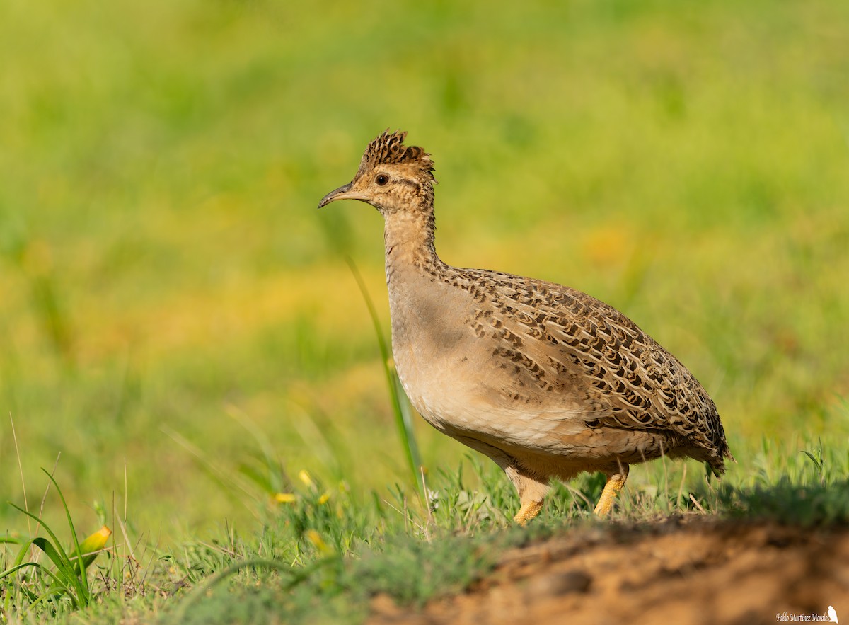 Chilean Tinamou - ML640543972