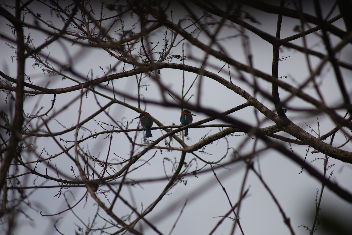 Rufous-crowned Bee-eater - ML640543975
