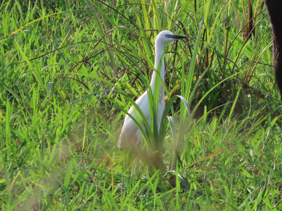 ニシアマサギ - ML640543978