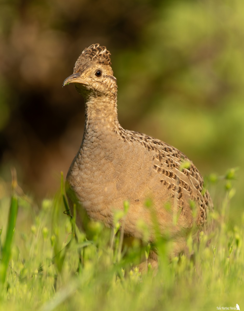 Chilean Tinamou - ML640544017