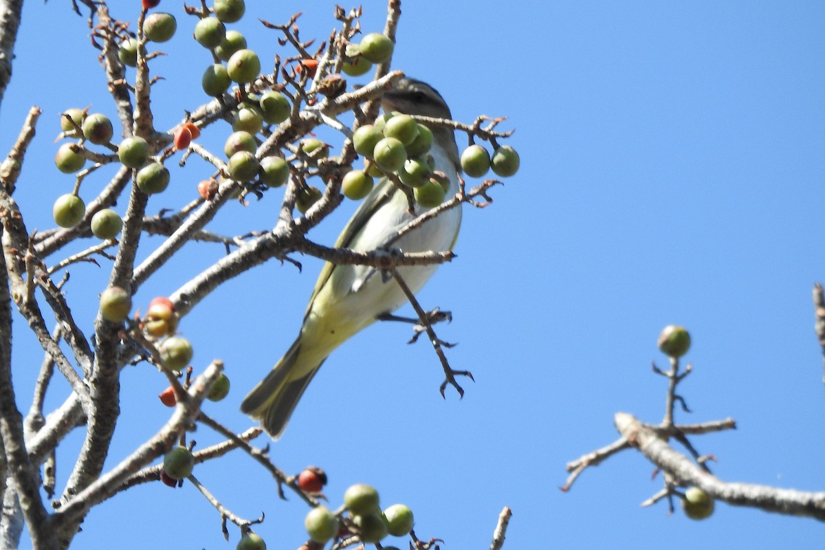 Black-whiskered Vireo - ML640544046