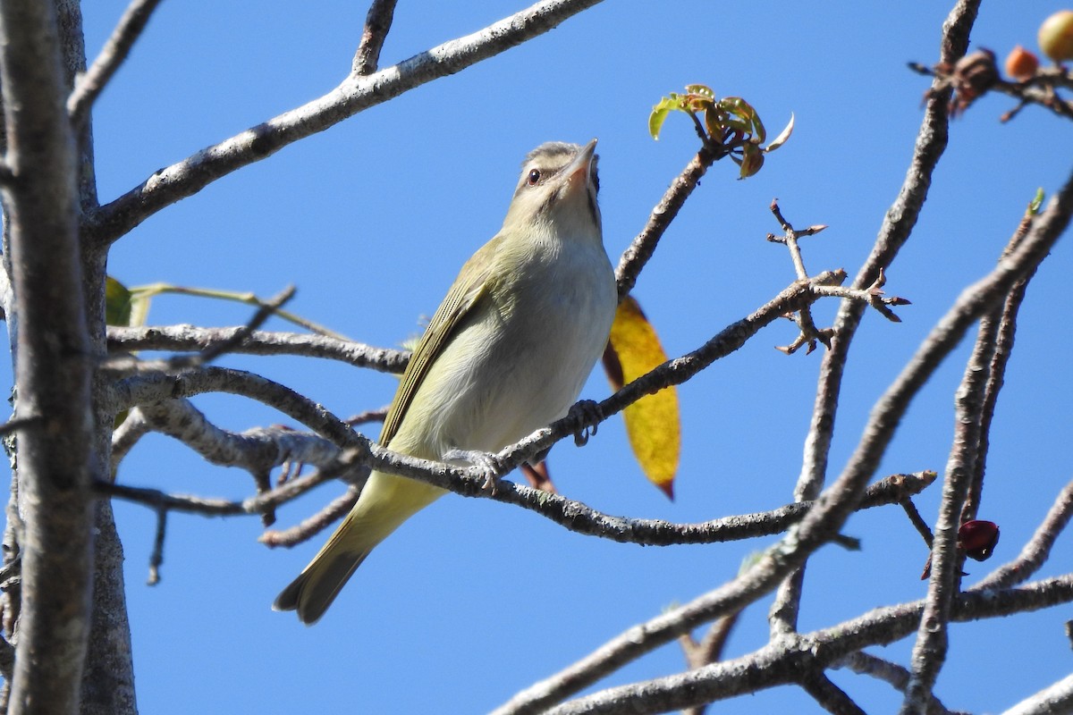 Black-whiskered Vireo - ML640544047