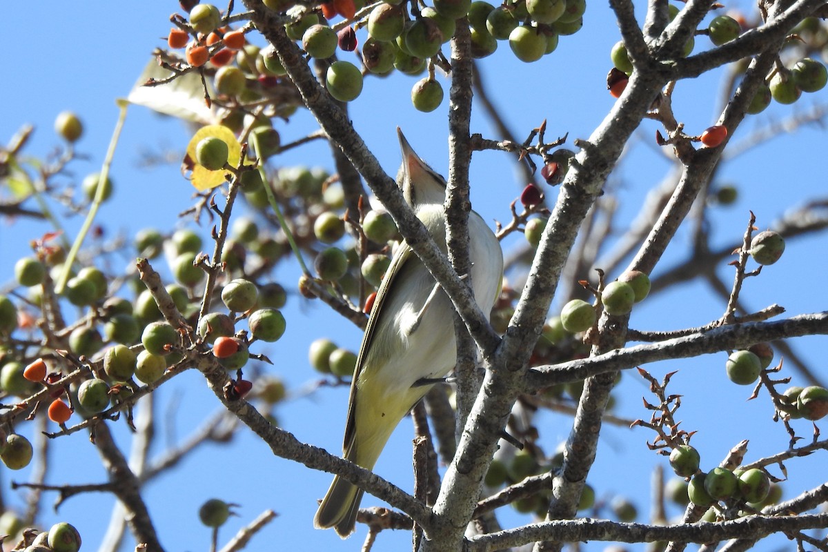Black-whiskered Vireo - ML640544048