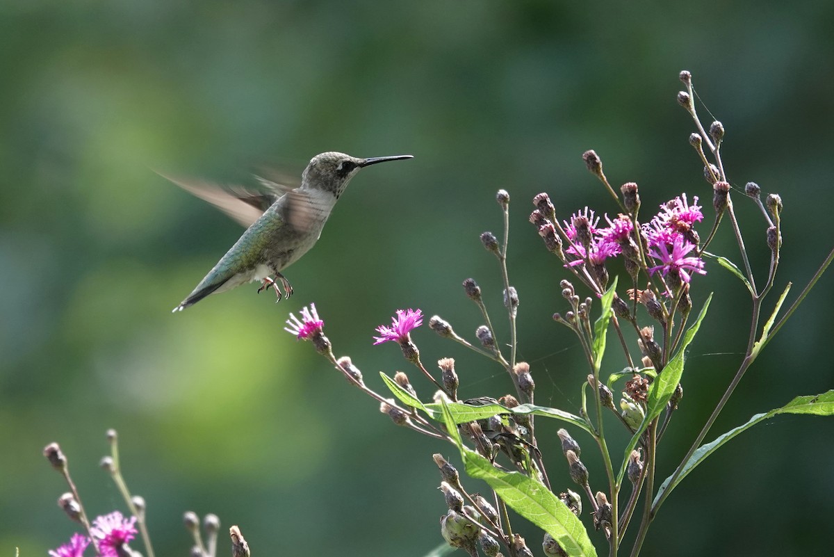 Ruby-throated Hummingbird - Milton Hobbs