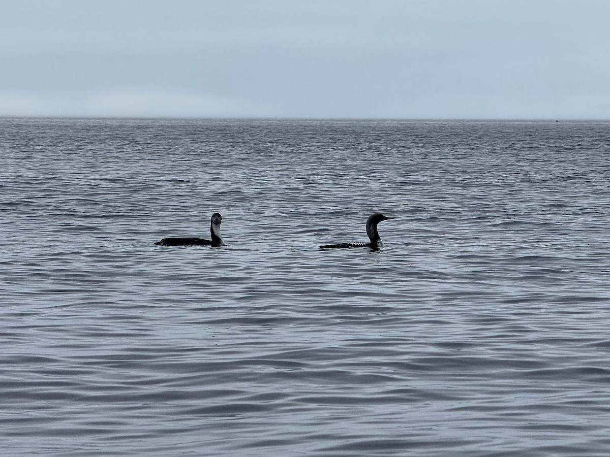 Pacific Loon - Ken Weiss