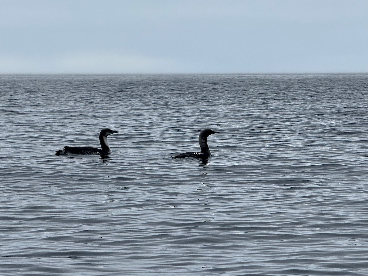 Pacific Loon - Ken Weiss