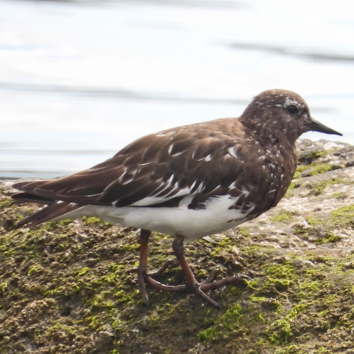 Black Turnstone - C Fred Zeillemaker