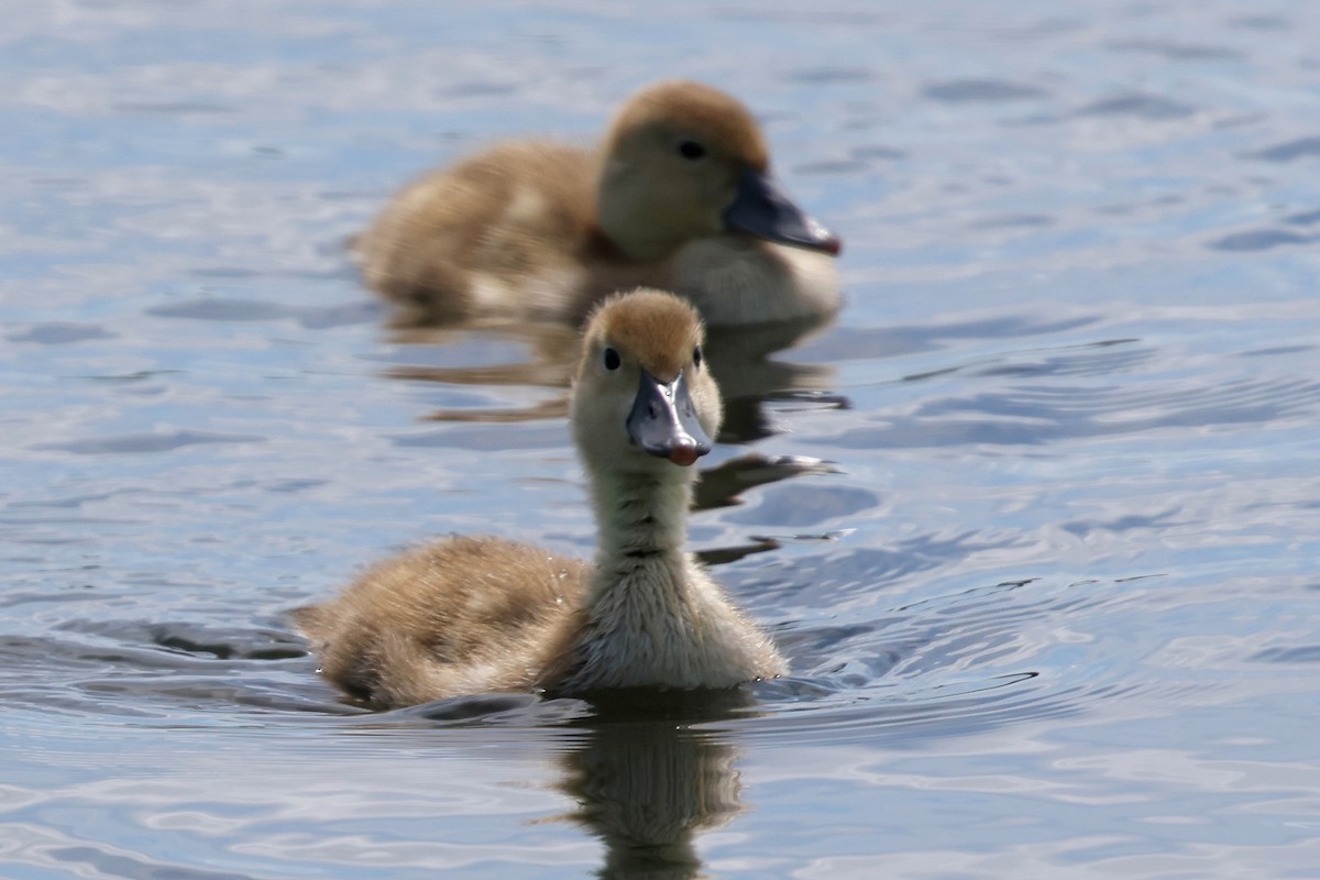 Redhead - Yvon Bigras