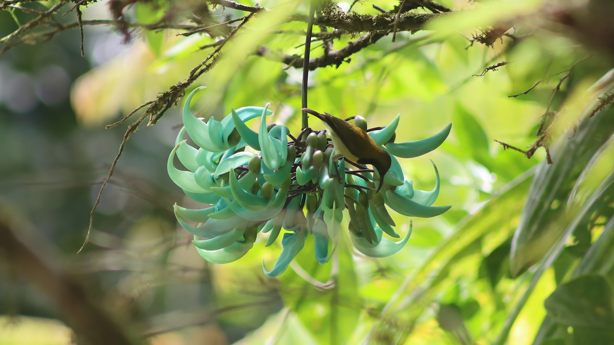 Garden Sunbird - ML640544079