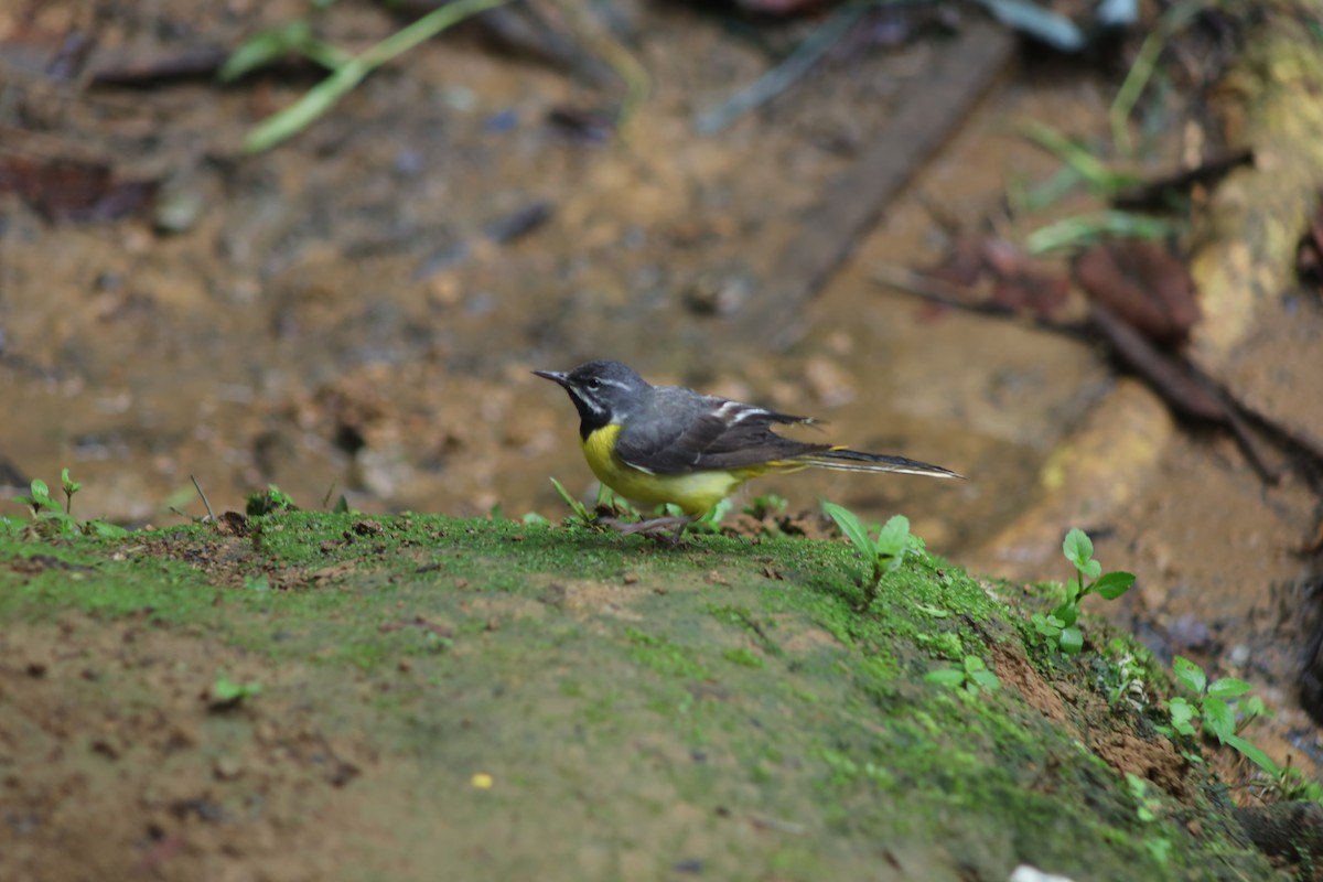 wagtail sp. - ML640544098