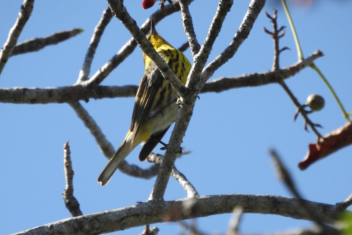 Cape May Warbler - ML640544108