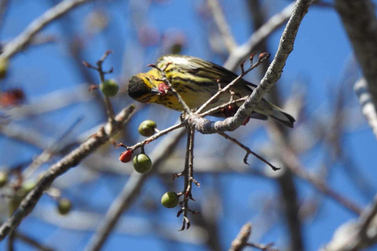 Cape May Warbler - ML640544109