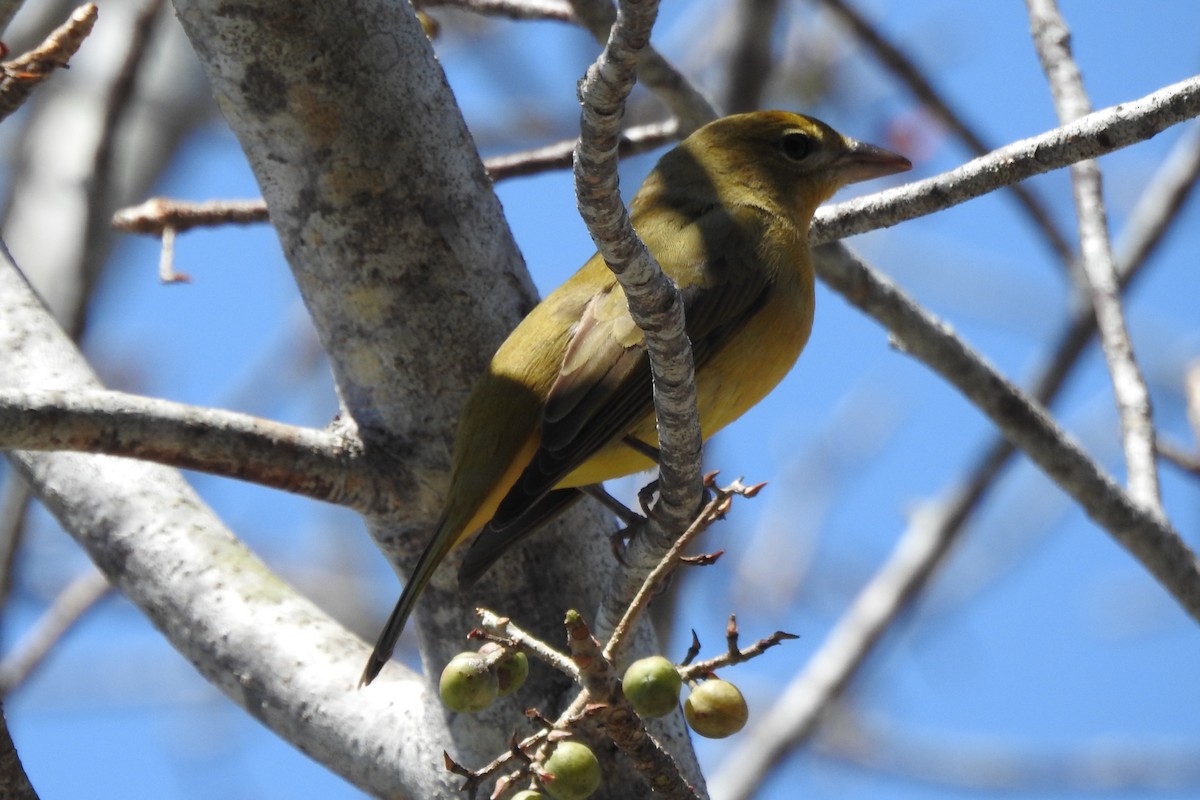 Summer Tanager - ML640544123