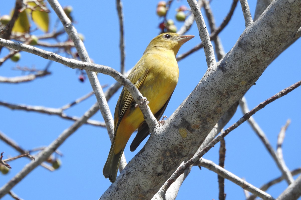 Summer Tanager - ML640544124