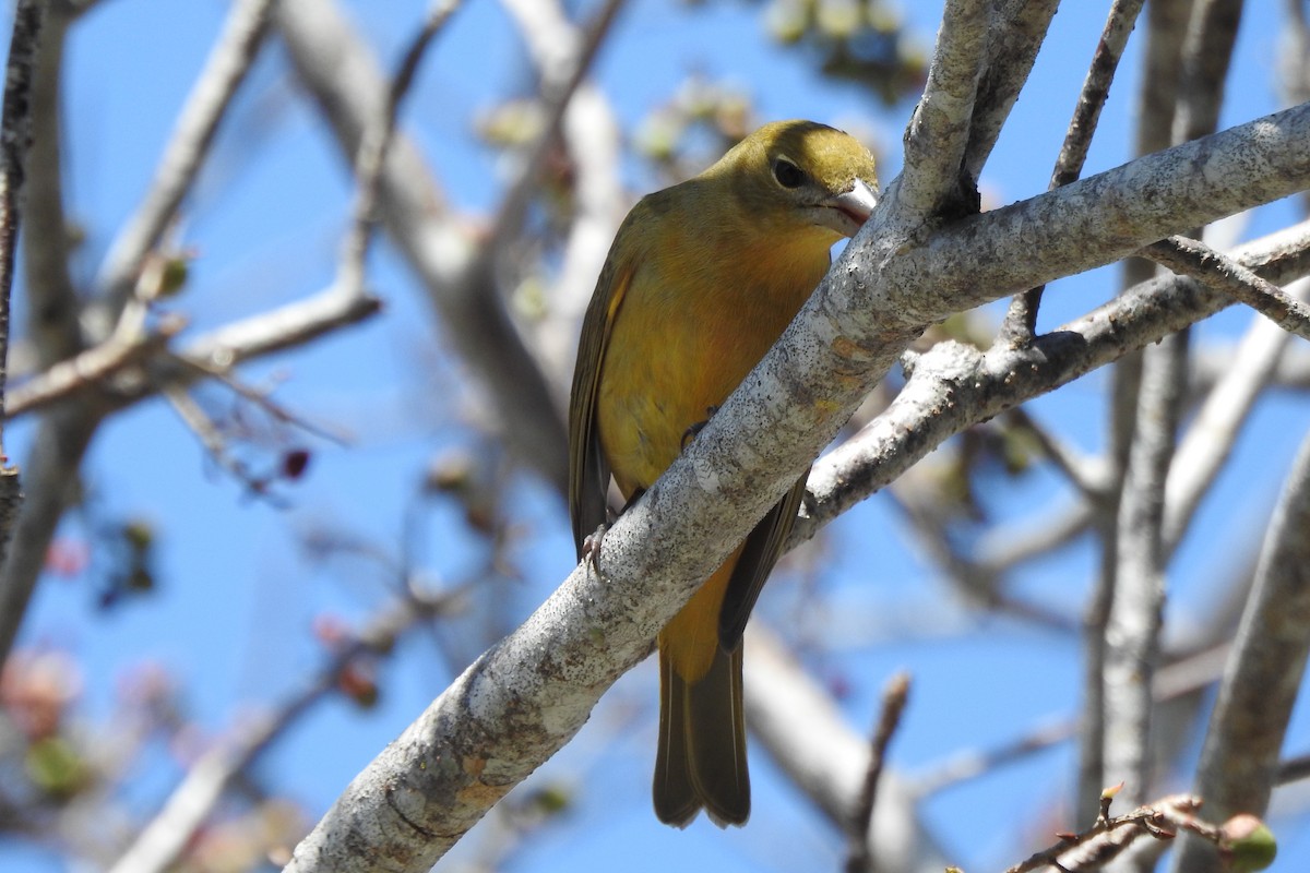 Summer Tanager - ML640544125