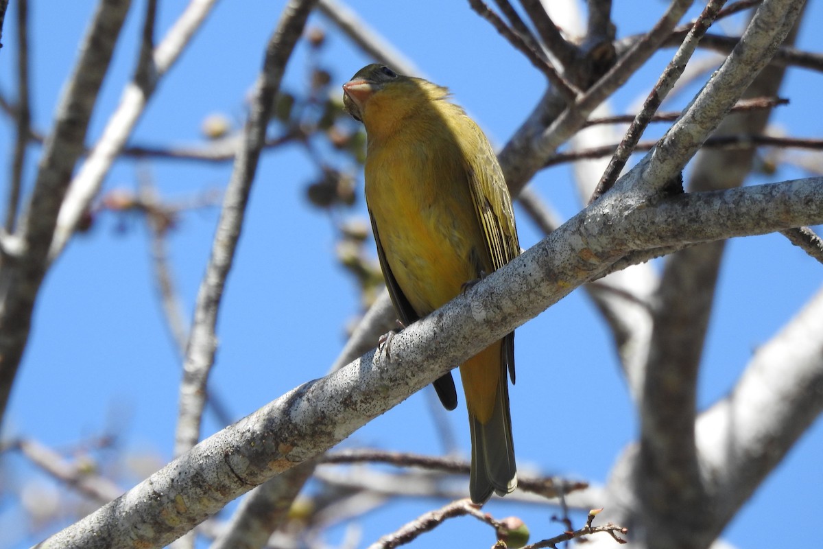 Summer Tanager - ML640544126