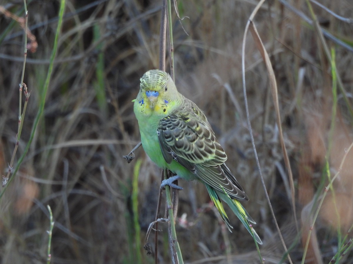 Budgerigar (Domestic type) - ML640544146