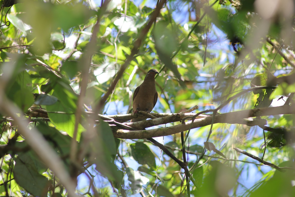 White-eared Brown-Dove - ML640544154