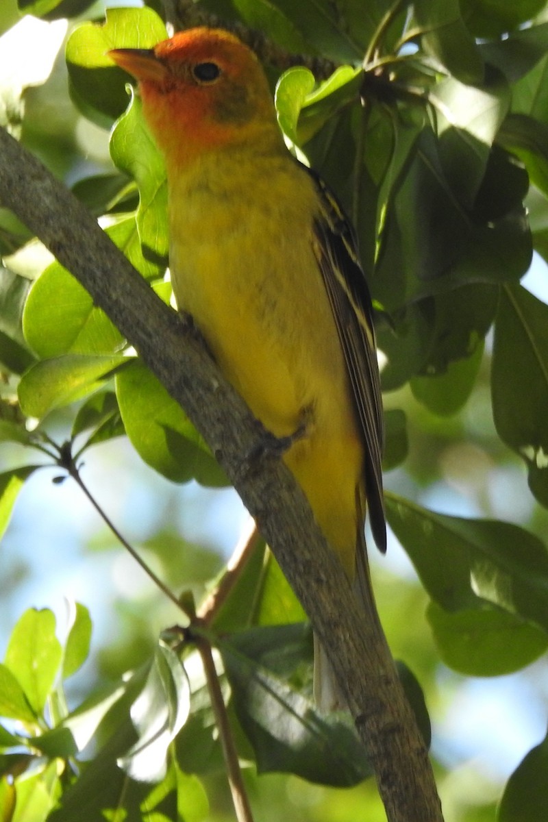 Western Tanager - ML640544167