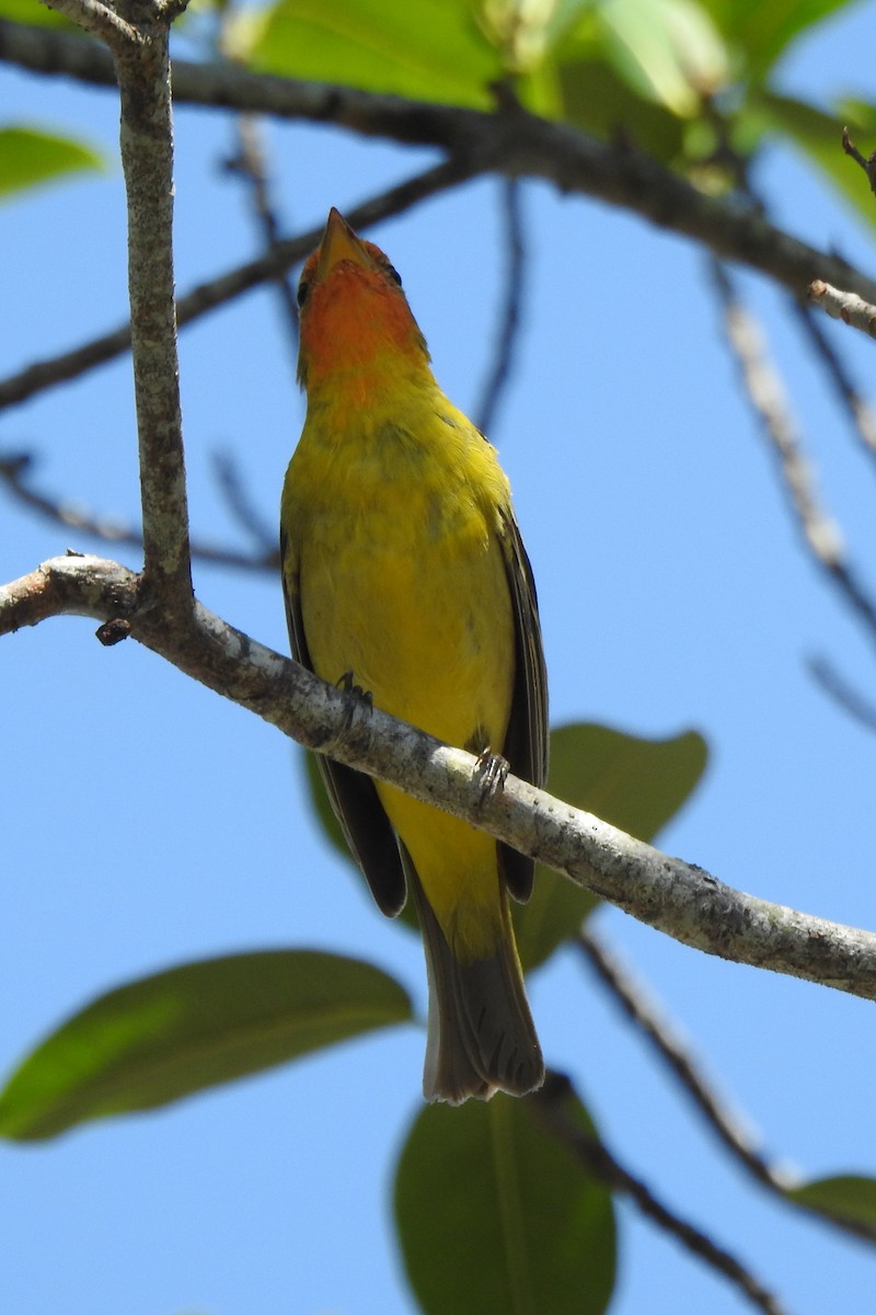 Western Tanager - ML640544168
