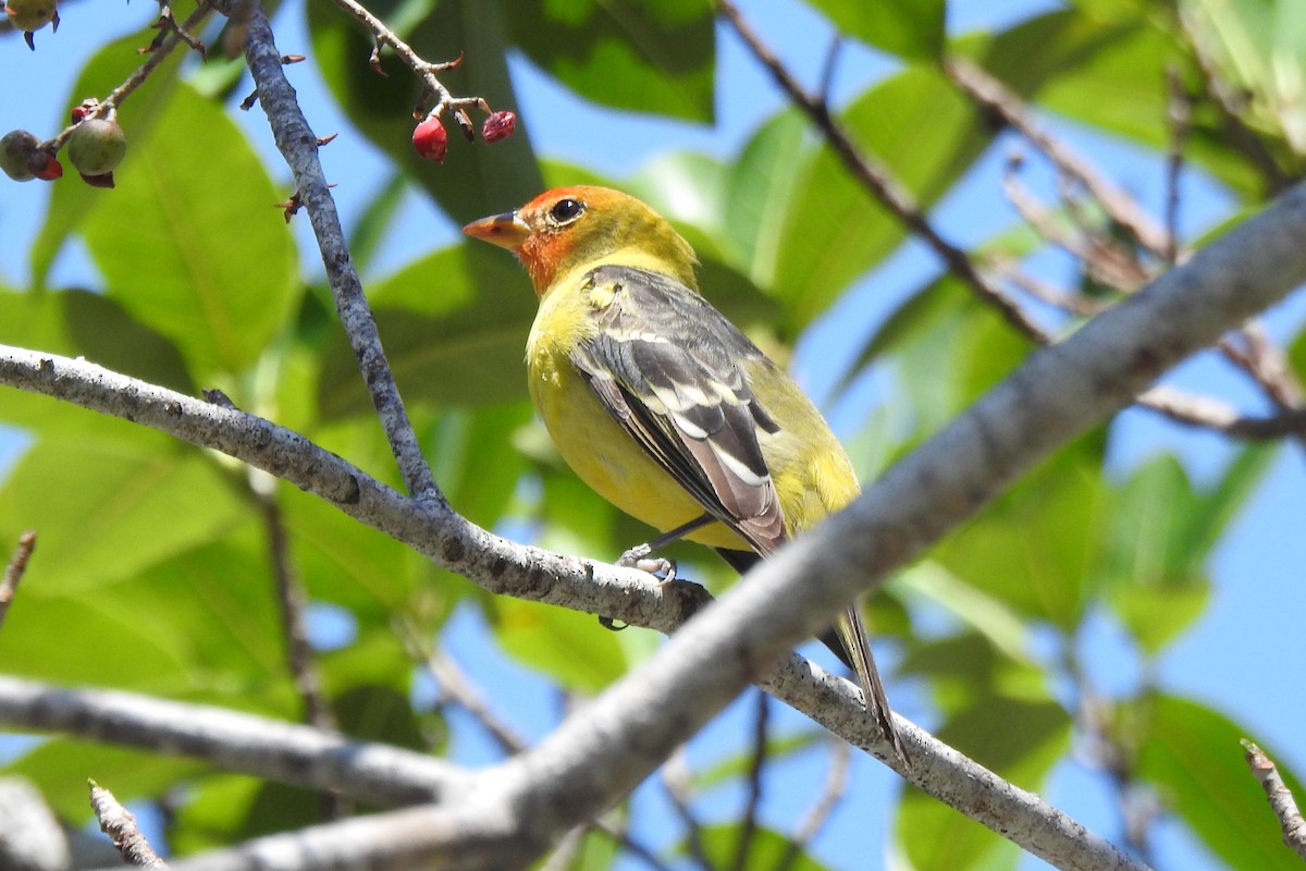Western Tanager - ML640544169