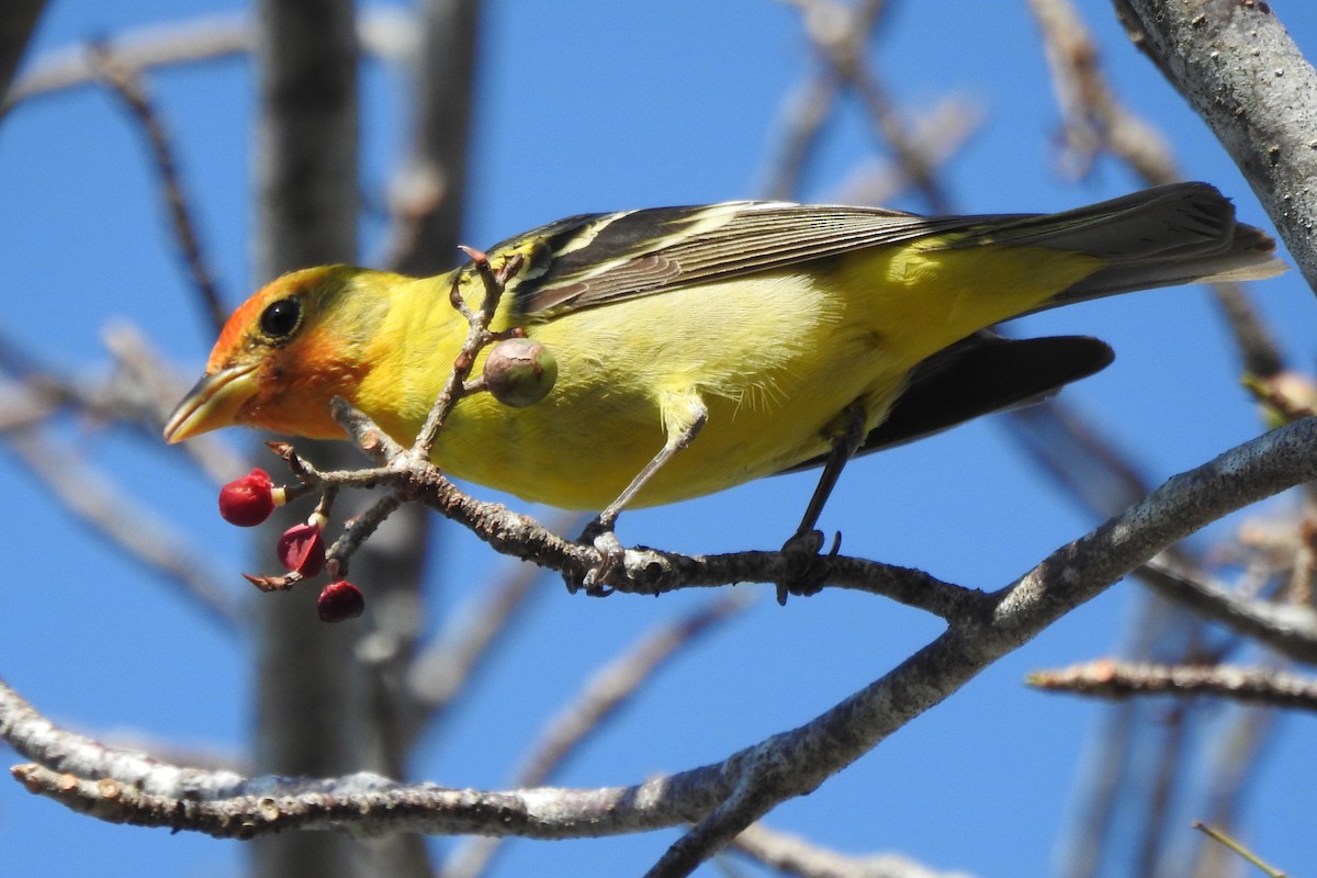 Western Tanager - ML640544170