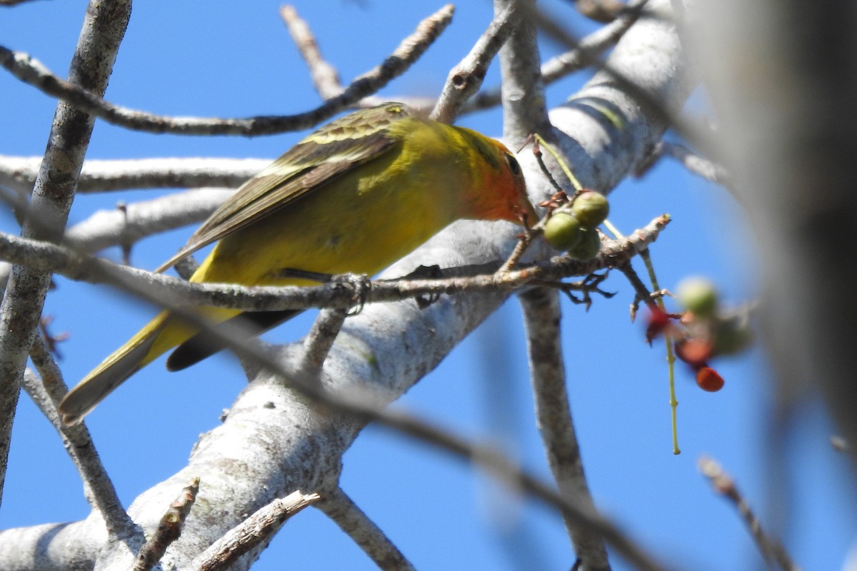 Western Tanager - ML640544171