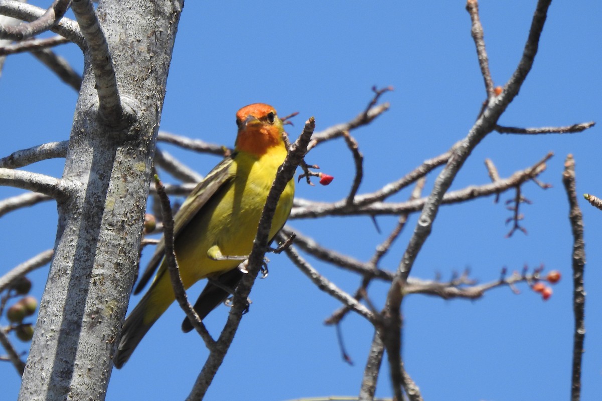 Western Tanager - ML640544172