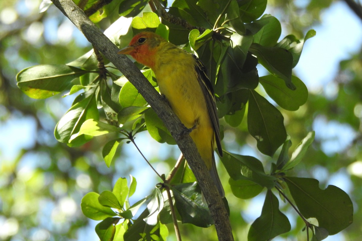 Western Tanager - ML640544173