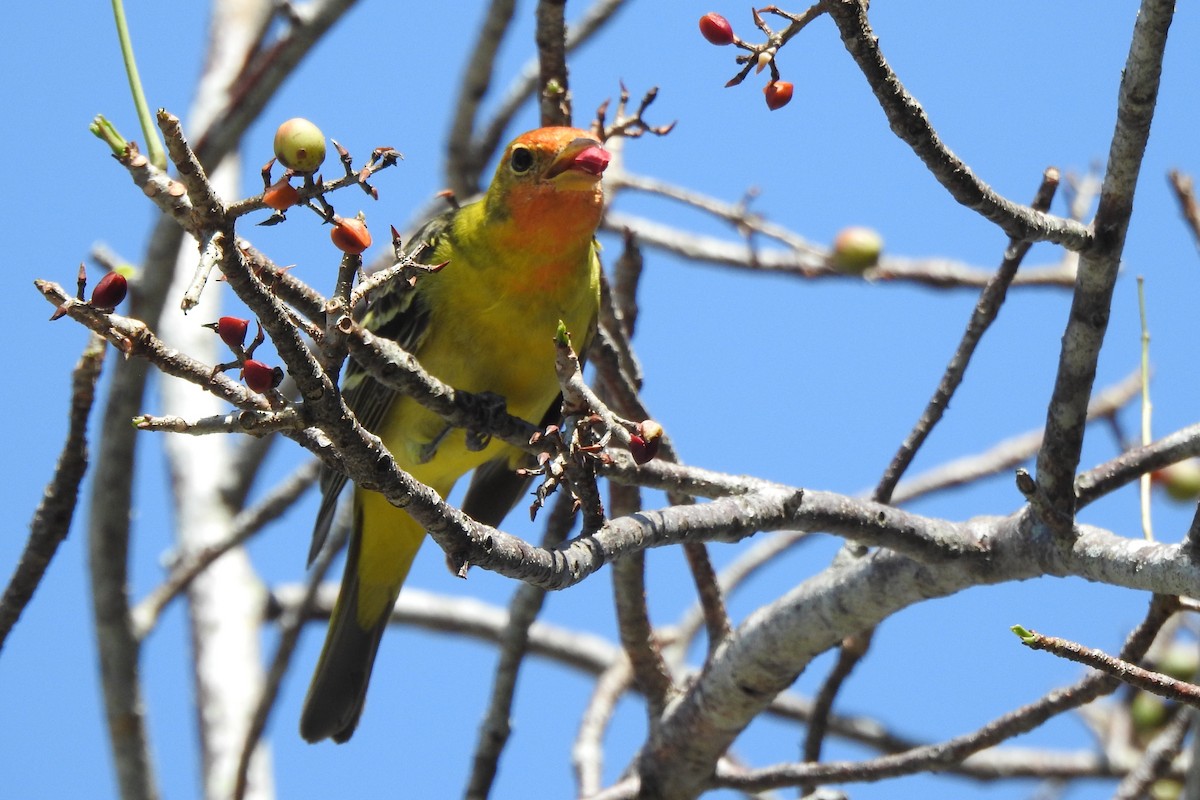Western Tanager - ML640544174