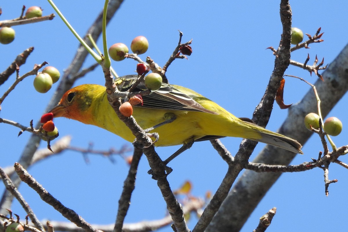 Western Tanager - ML640544175