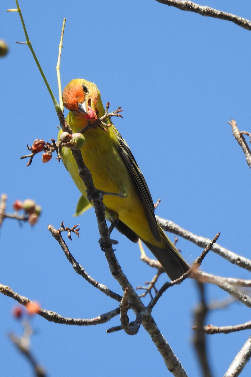 Western Tanager - ML640544176